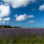 Phacelia / Bienenweide / Imkerpflanze / Gründüngung