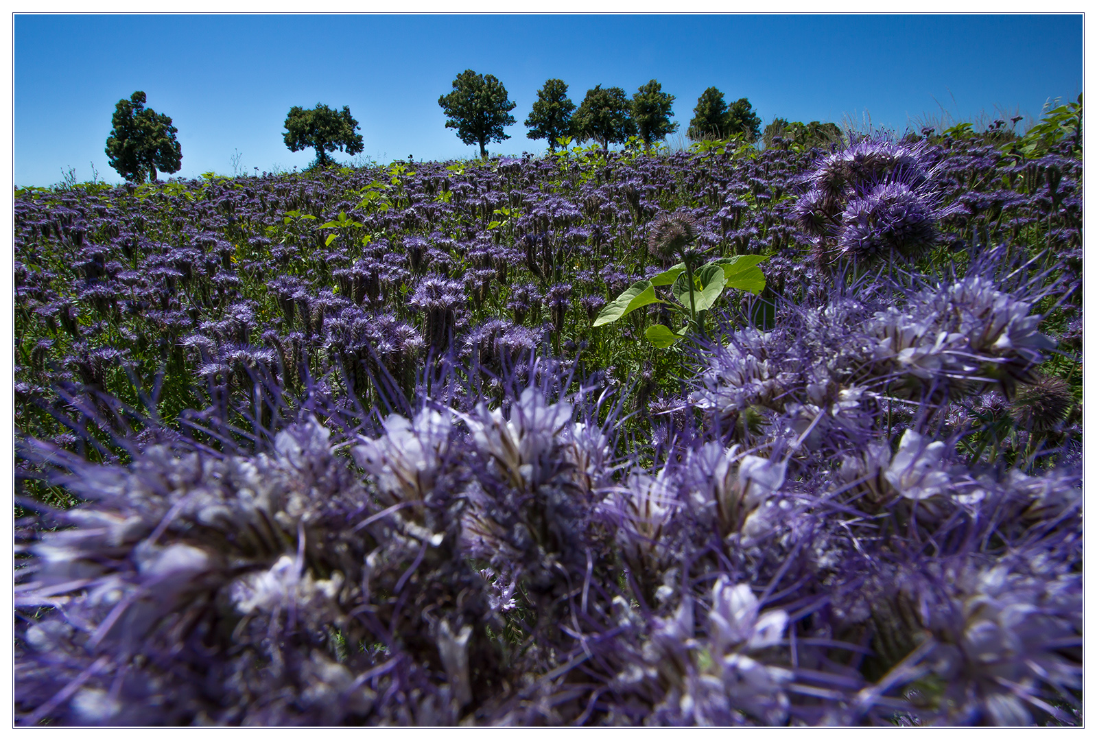 Phacelia-Blau (-violett) im mittagsblauen Licht...