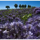 Phacelia-Blau (-violett) im mittagsblauen Licht...