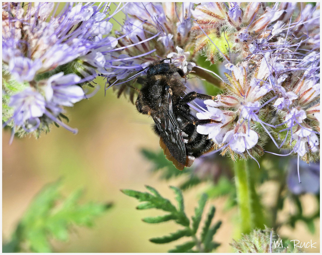 Phacelia Blüte mit Besucher !