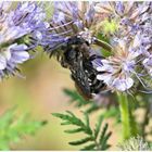 Phacelia Blüte mit Besucher !