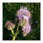 Phacelia - Büschelschön - Bienenfreund