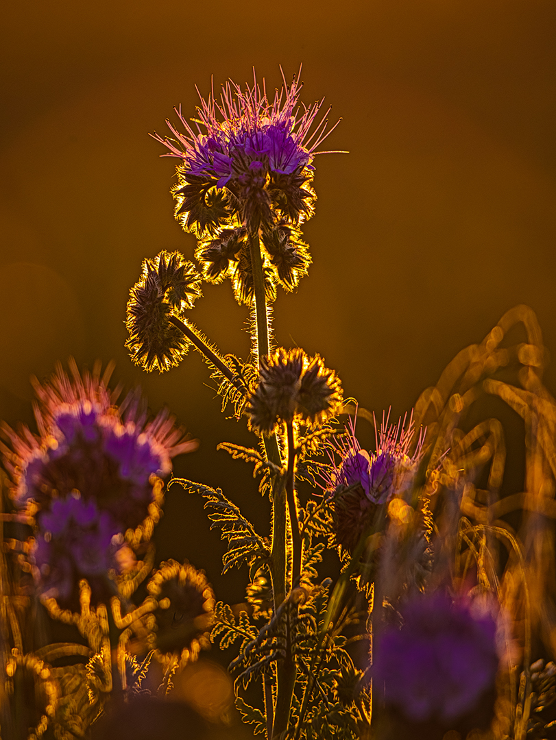 Phacelia...