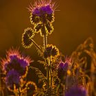 Phacelia...