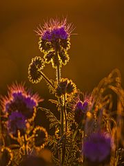 Phacelia...