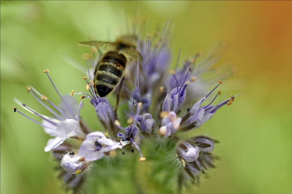 Phacelia 