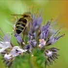 Phacelia 