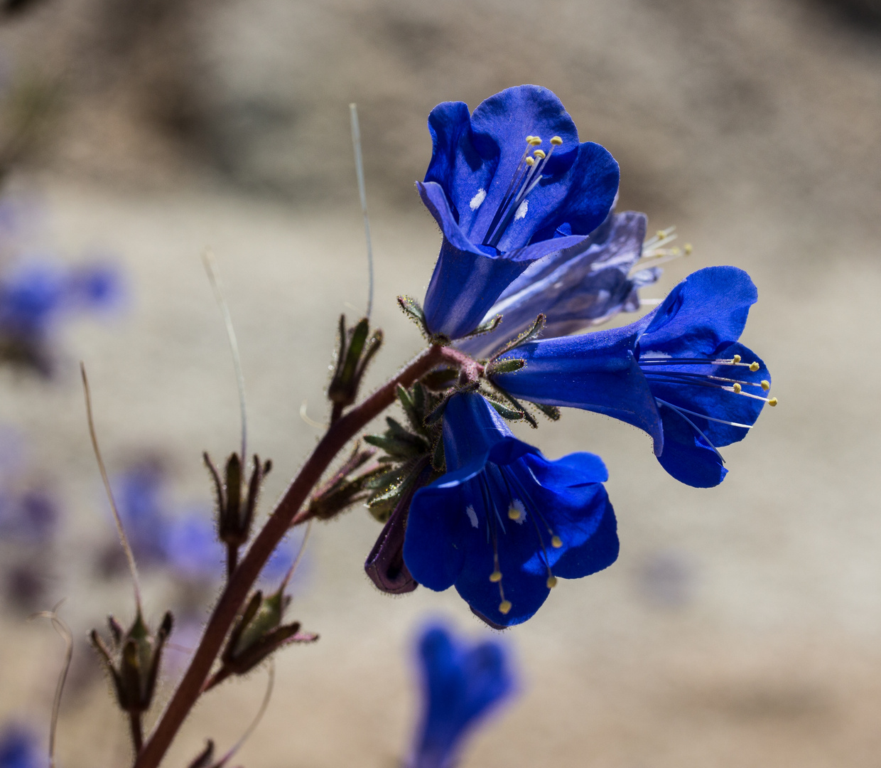 Phacelia campanularia