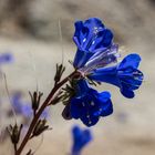 Phacelia campanularia