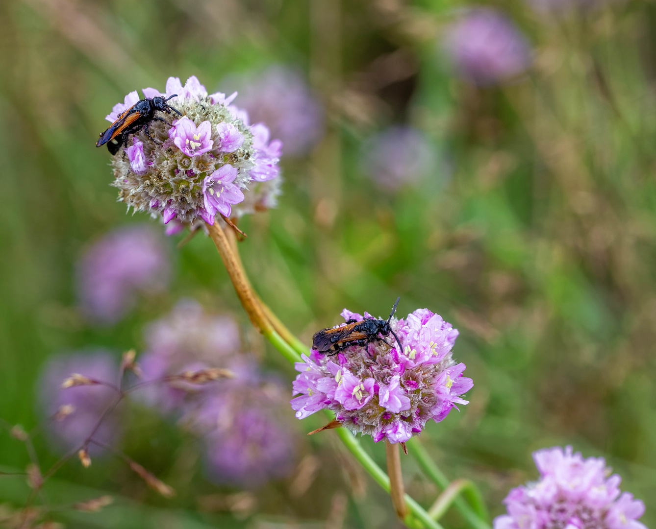 Phacelia