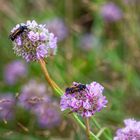 Phacelia