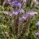 Phacelia