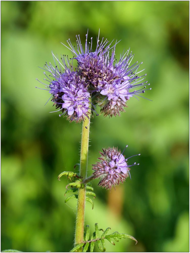 Phacelia