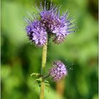 Phacelia