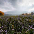 Phacelia