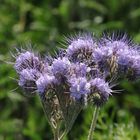 Phacelia