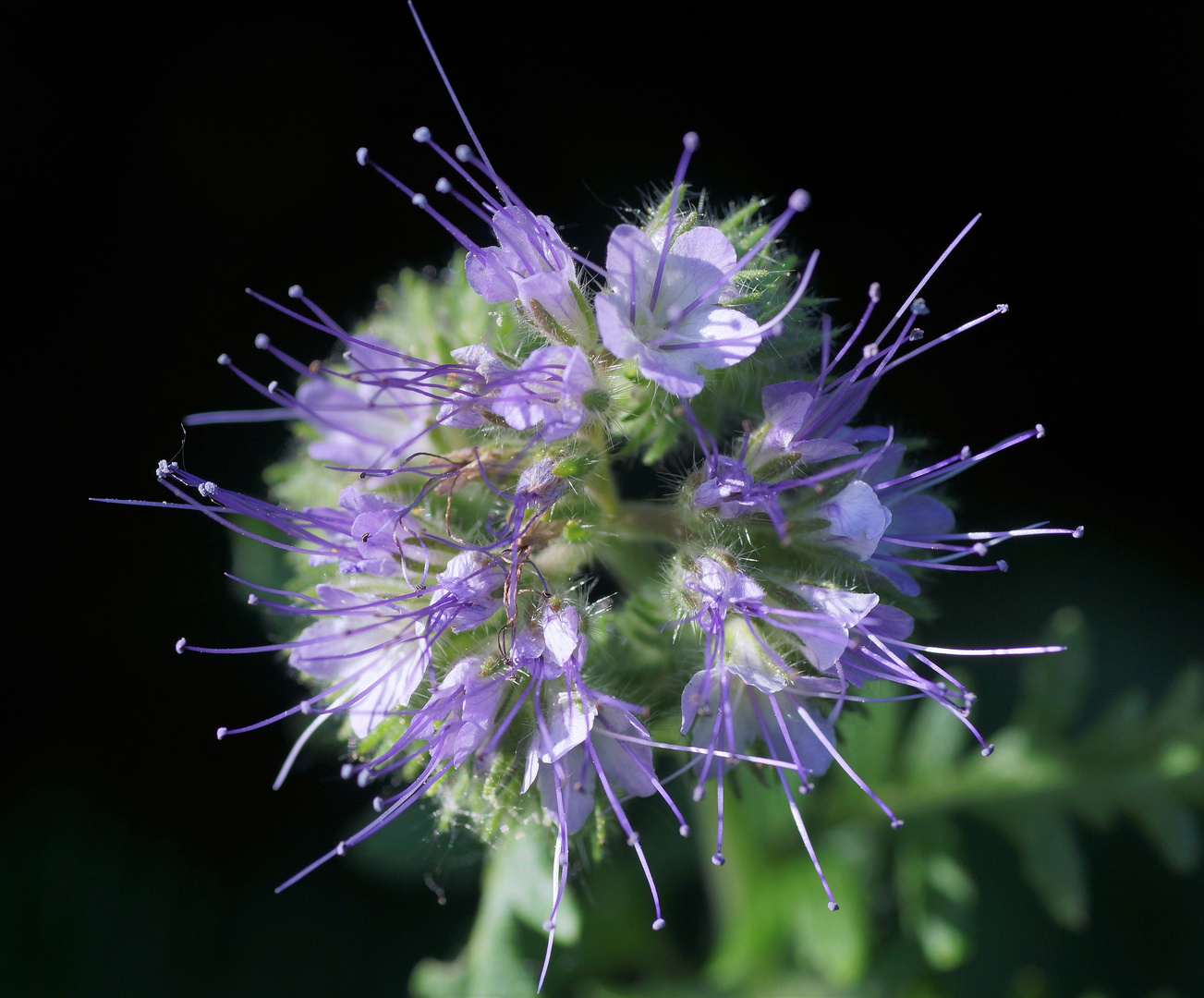 Phacelia