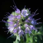 Phacelia