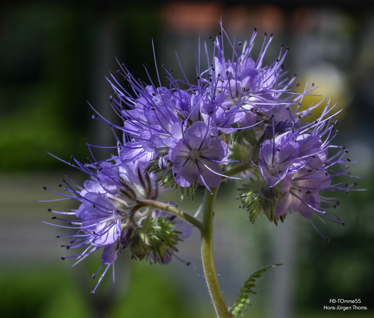 Phacelia