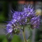 Phacelia