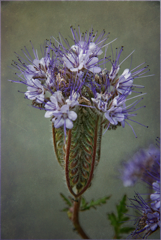 Phacelia