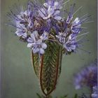 Phacelia