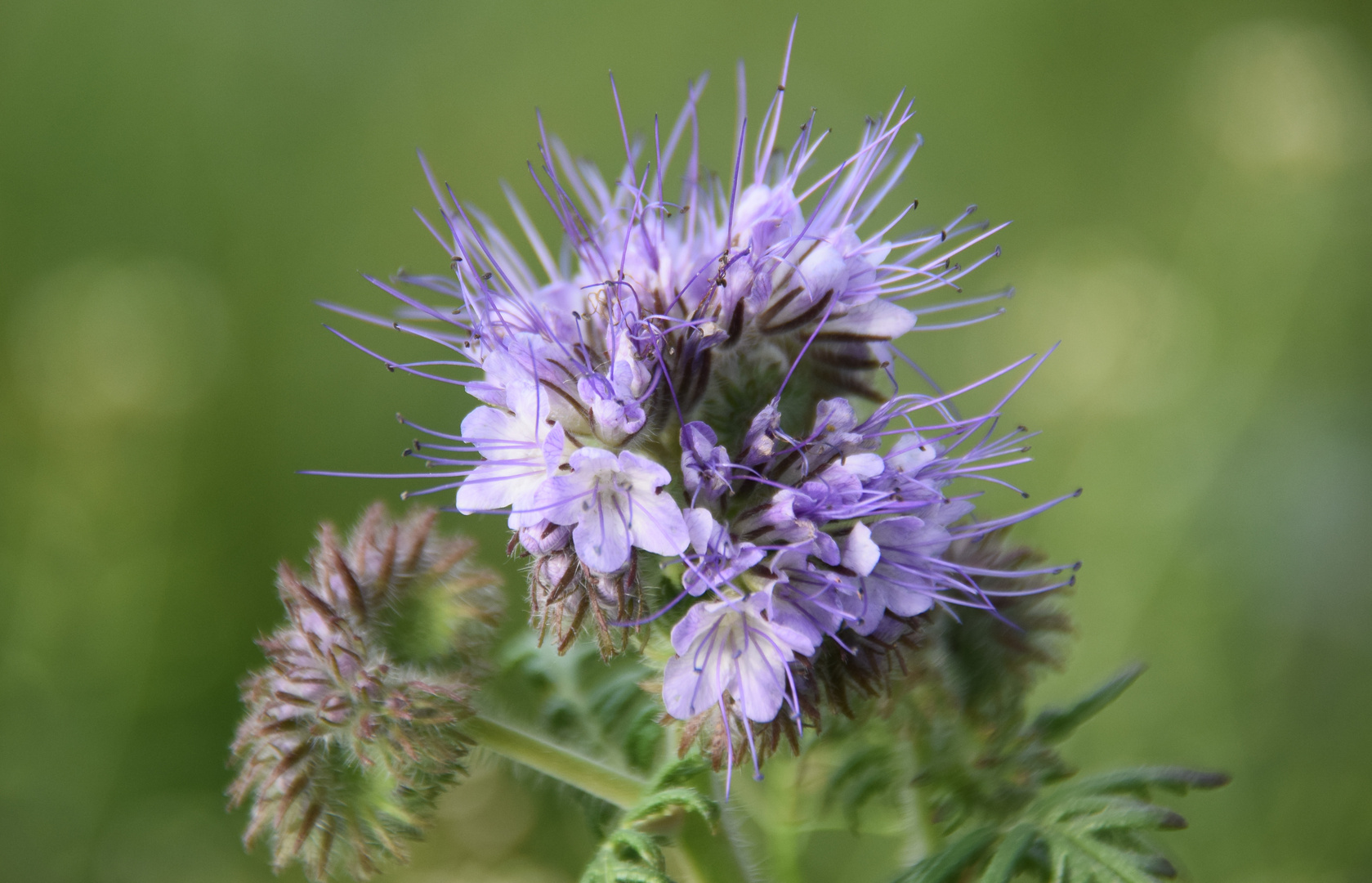 Phacelia