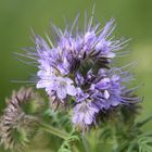 Phacelia