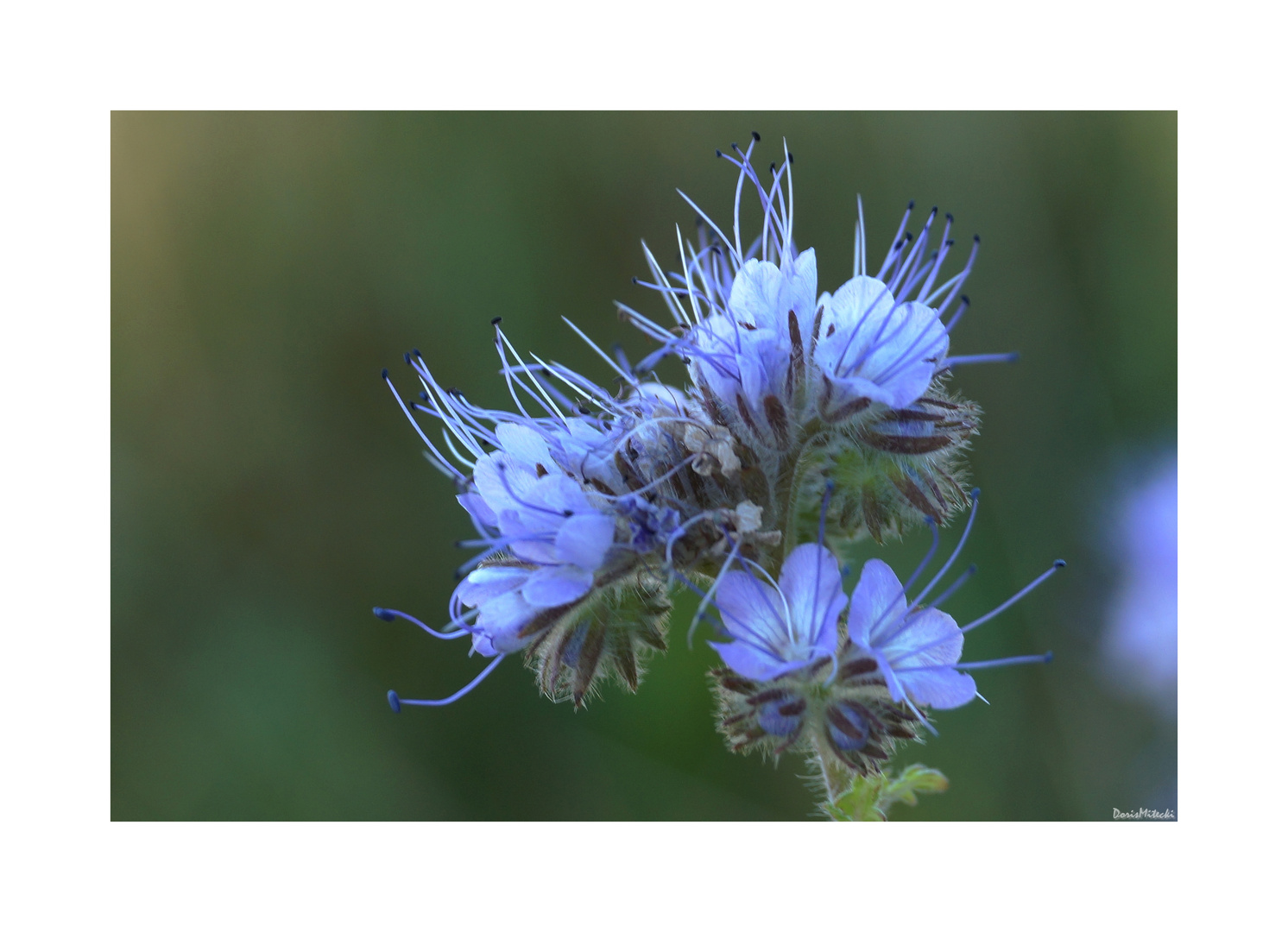 Phacelia