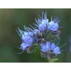 Phacelia