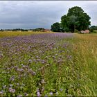 Phacelia