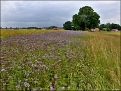 Phacelia