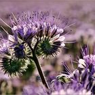 Phacelia...