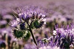 Phacelia...