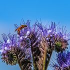 Phacelia...