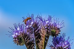 Phacelia...