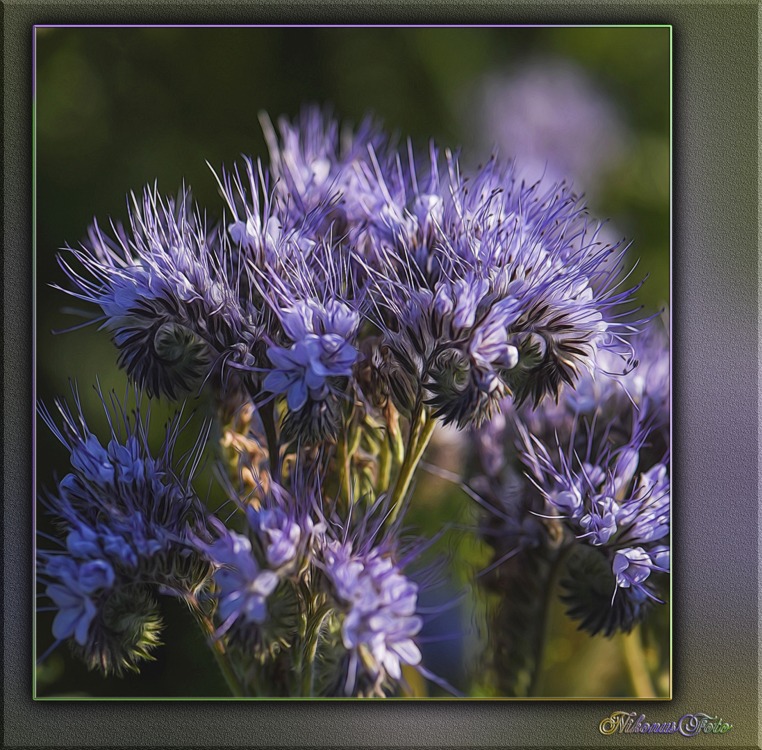 Phacelia