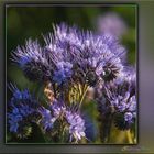 Phacelia