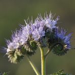 Phacelia