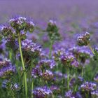 Phacelia-Feld