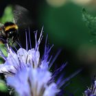 phacelia flieger