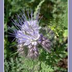 Phacelia - gerahmt