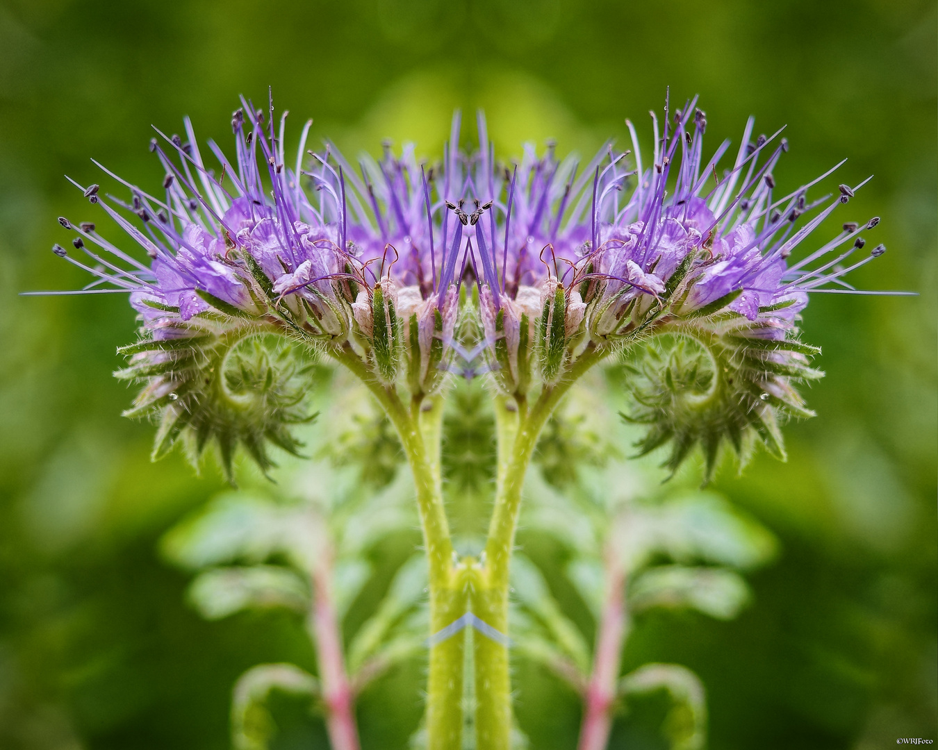 Phacelia gespiegelt