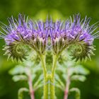 Phacelia gespiegelt