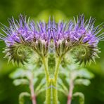 Phacelia gespiegelt