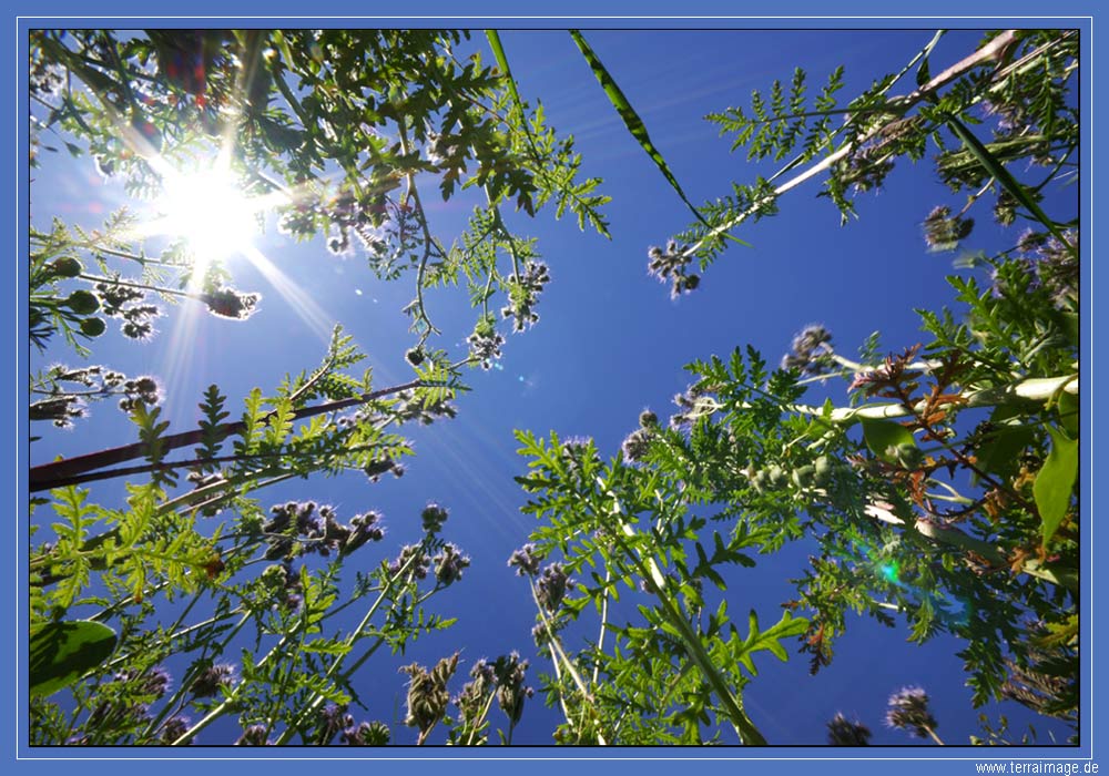 Phacelia im Gegenlicht