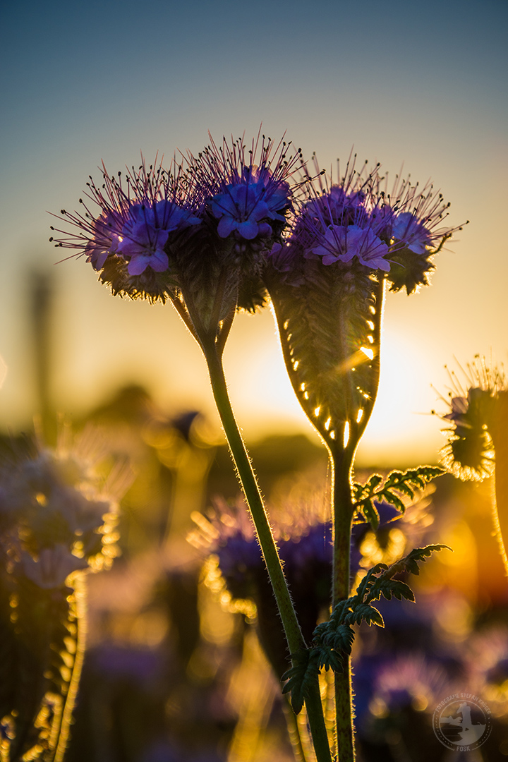 Phacelia im Morgentau