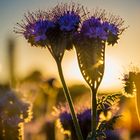 Phacelia im Morgentau