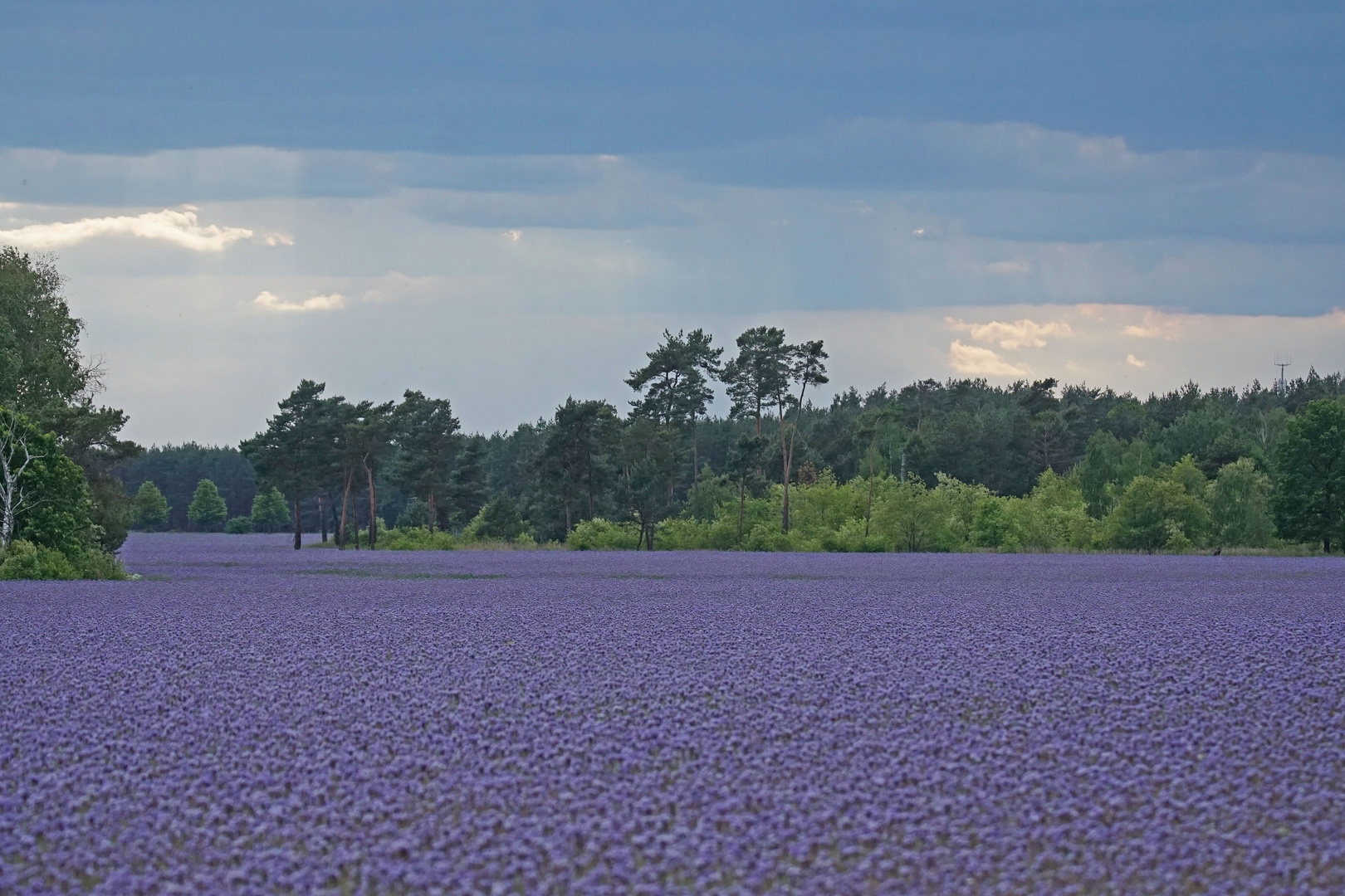 Phacelia-Meer