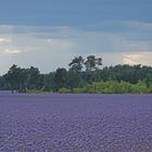 Phacelia-Meer